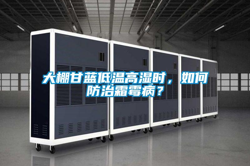 大棚甘藍低溫高濕時，如何防治霜霉??？